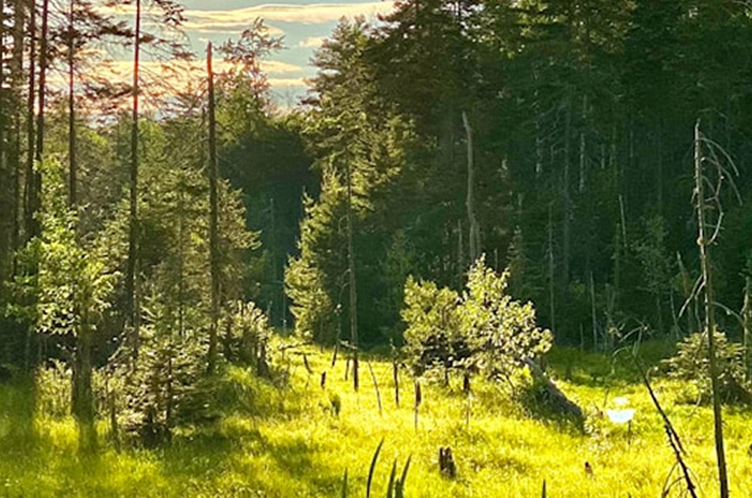 Forest In The Sunlight
