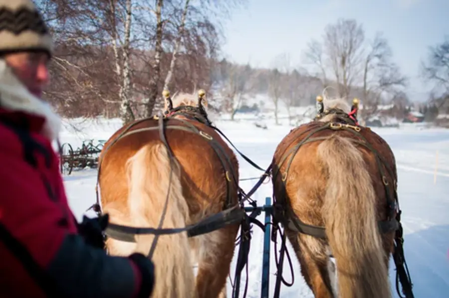 A person in a red jacket holds reins, guiding two brown horses pulling a sleigh through a snowy landscape with bare trees under a clear sky.