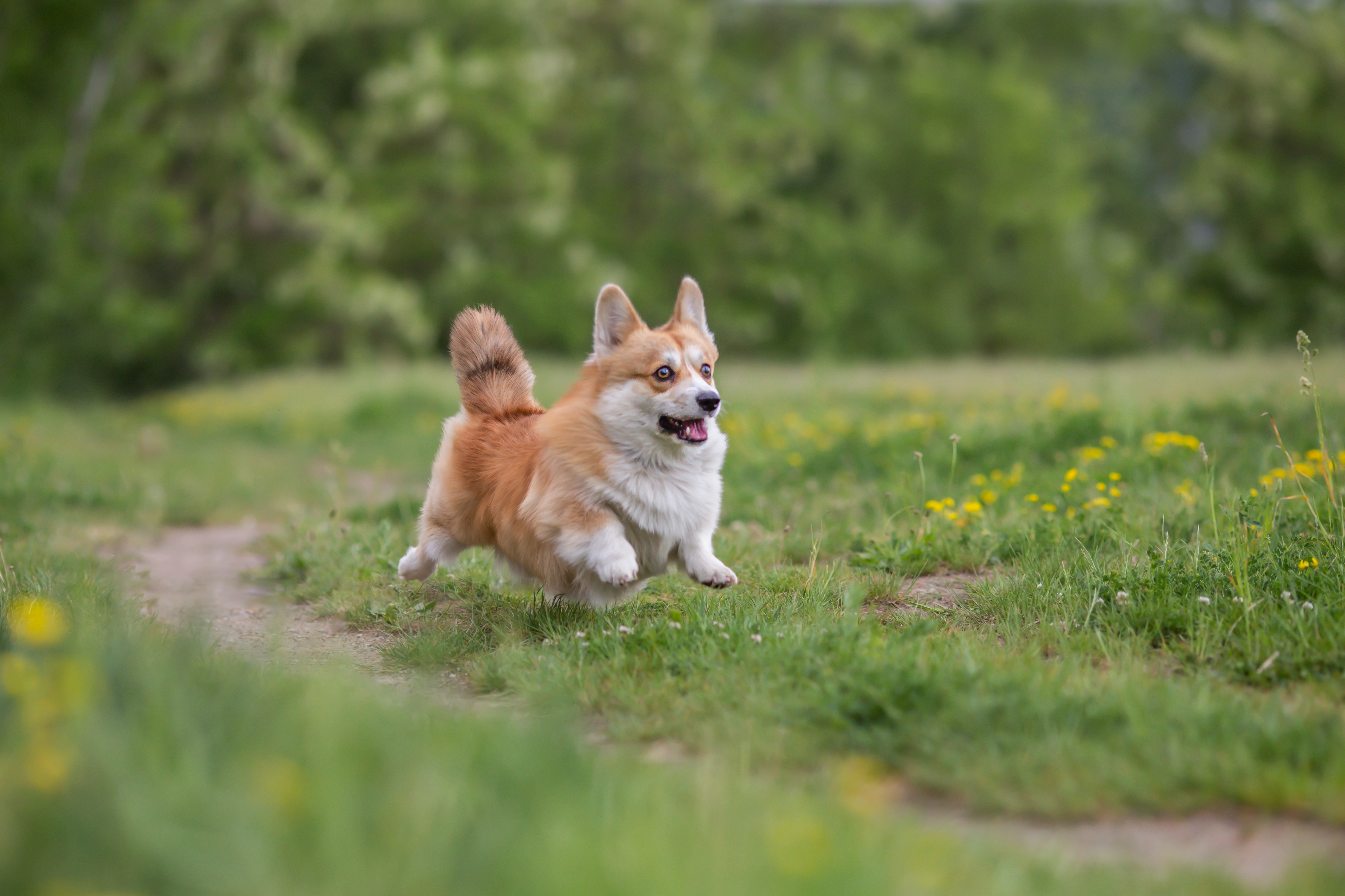 Corgi running through a field