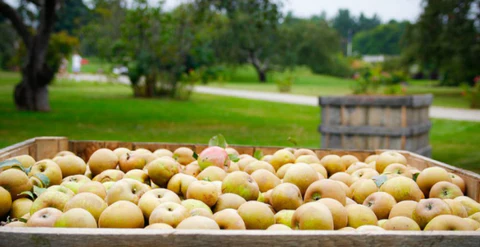 Farmers’ Markets and Local Produce
