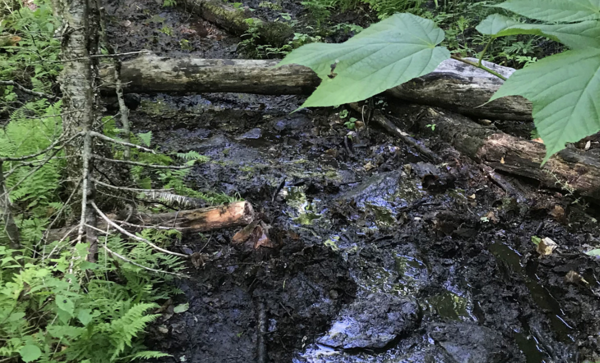 Understanding Mud Season