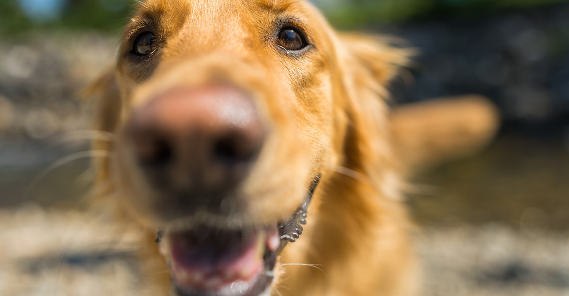 Close Up Picture Of A Golden Retriever