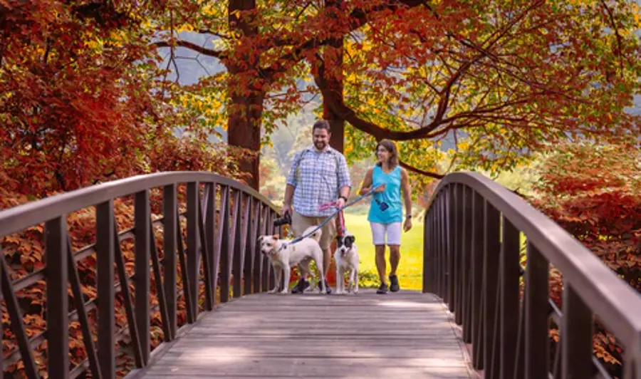 A couple walks two dogs on a wooden bridge in a park filled with vibrant autumn foliage. The scene conveys warmth, nature, and companionship.