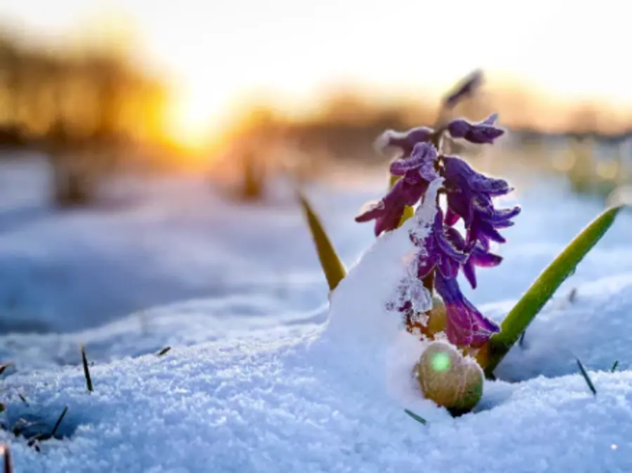 A vibrant purple flower peeks through snow, bathed in warm, golden sunrise light. The scene captures resilience and hope amid winter's chill.
