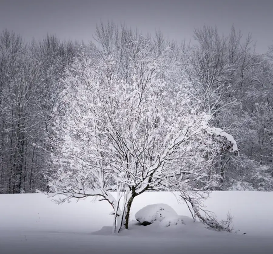 A tree covered in thick snow stands alone in a snowy field, surrounded by a backdrop of bare, wintery trees under a gray sky, evoking a serene, tranquil mood.