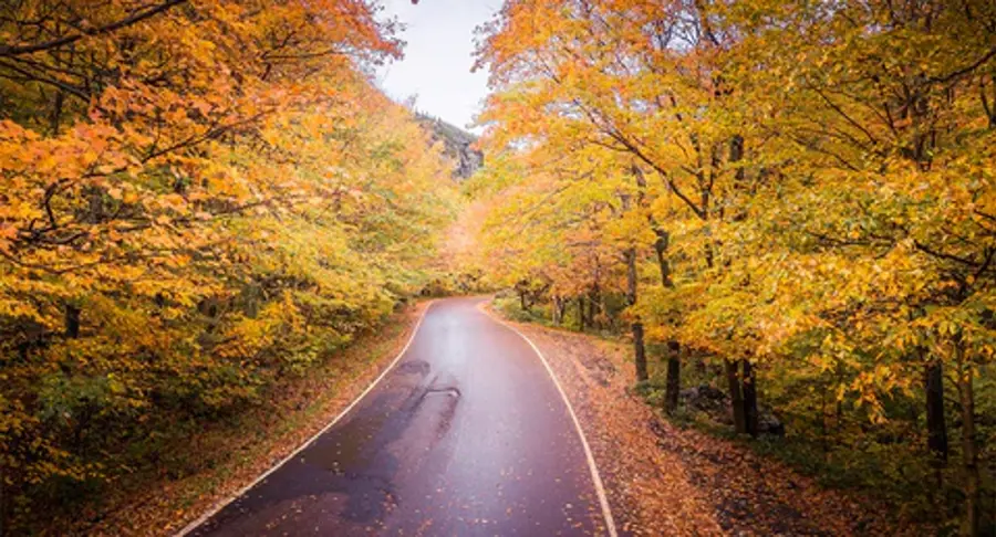 A winding road lined with vibrant autumn trees, showcasing shades of orange and yellow. The scene is serene, evoking a peaceful, crisp fall atmosphere.