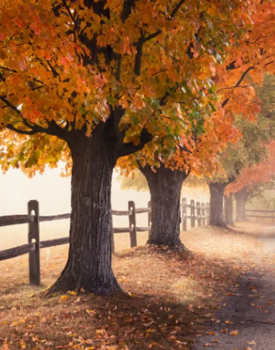 A row of trees with vibrant orange leaves line a foggy path beside a wooden fence. Fallen leaves cover the ground, creating a serene autumn atmosphere.